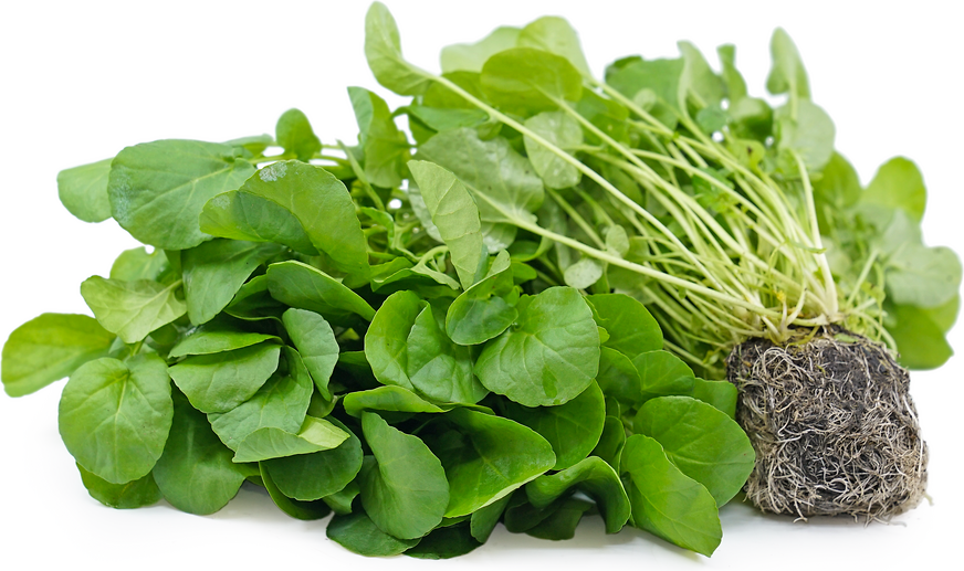 Watercress