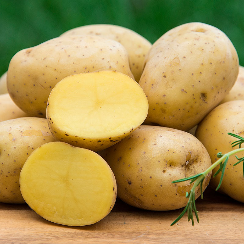 Yukon Gold Potatoes